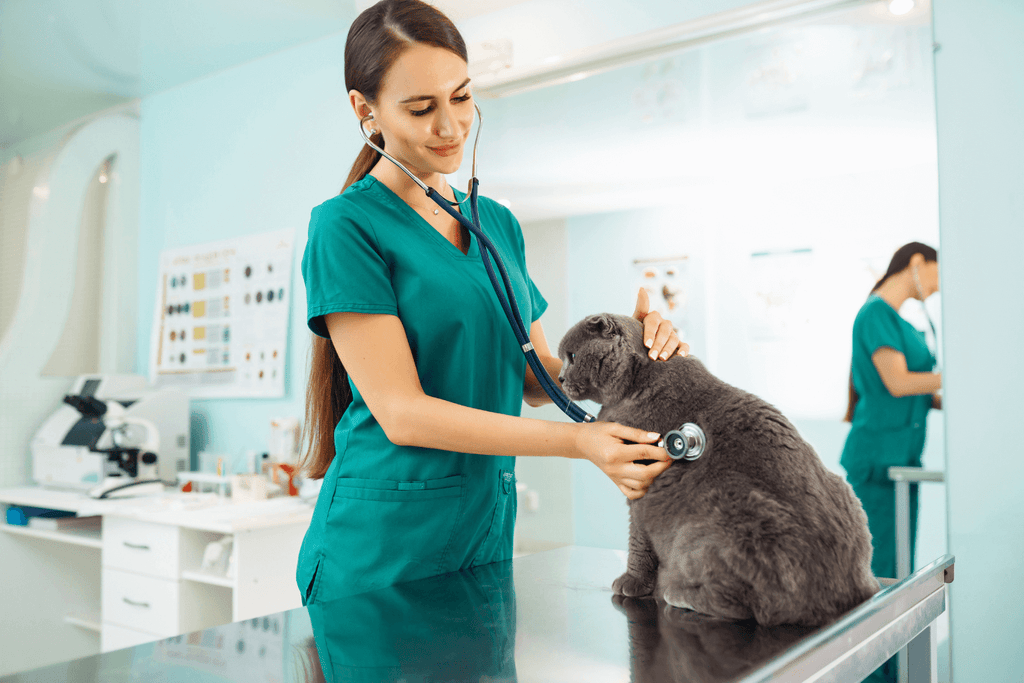 Why Green Scrubs Are the Top Choice for Healthcare Pros